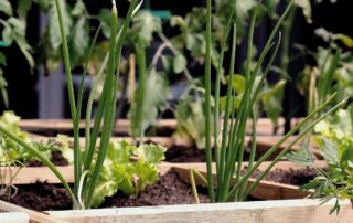 gardening tips for earth day