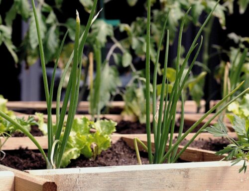 Gardening tips for Earth Day 2023