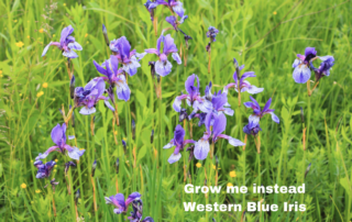 grow me instead western blue iris