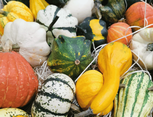 Unveiling the Mystery of Pumpkins, Squash, and Gourds: Linus’s Great Adventure